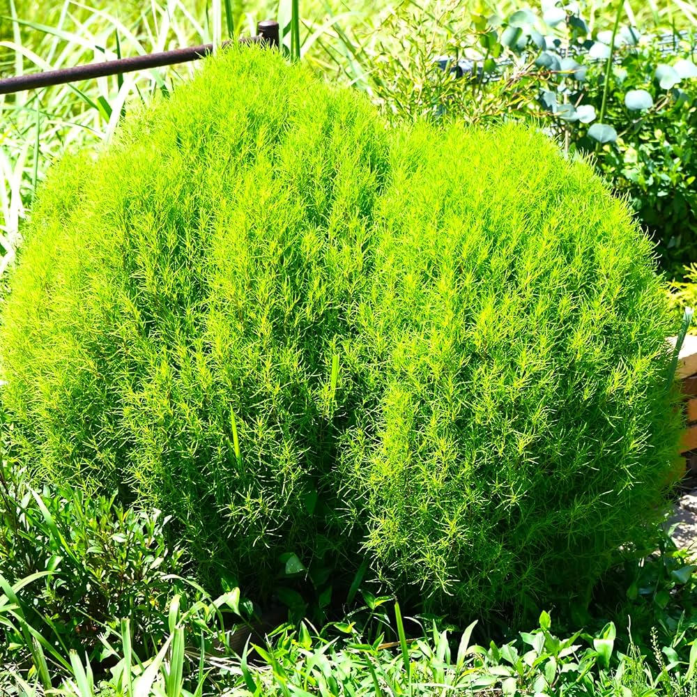 ／さま専用 コアの苗 コーヒー苗 ラウアエ苗 2025年最新】ラウアエ 苗の人気アイテム - メルカリ